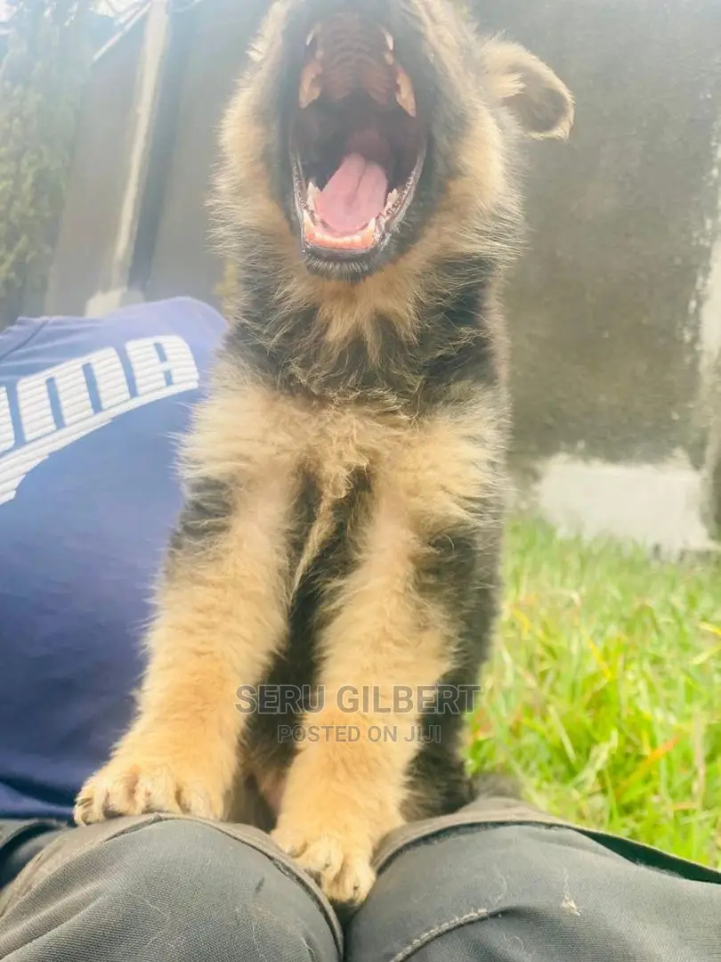 1-3 months Male Purebred German Shepherd