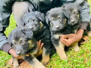 3-6 months Male Purebred German Shepherd