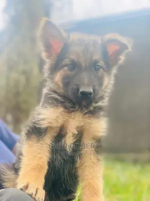 3-6 months Male Purebred German Shepherd