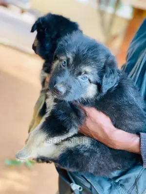 3-6 months Male Purebred German Shepherd