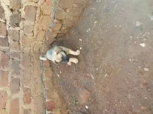 0-1 month Male Purebred Boerboel