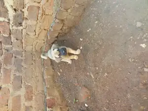 1-3 months Male Purebred Boerboel