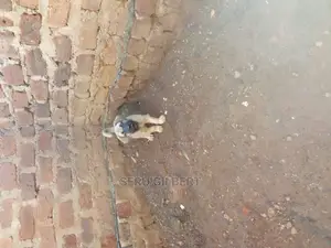 0-1 month Male Purebred Boerboel