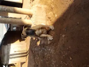 3-6 months Male Purebred Boerboel
