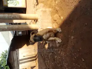 1-3 months Male Purebred Boerboel