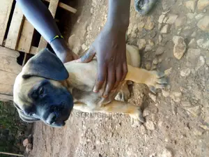 1-3 months Male Purebred Boerboel