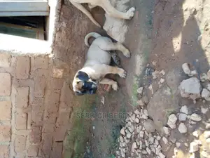 3-6 months Male Purebred Boerboel