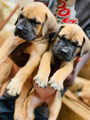 1-3 months Male Purebred Boerboel