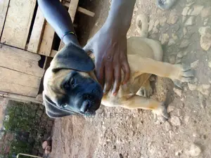 0-1 month Male Purebred Boerboel