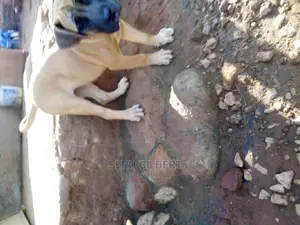 1-3 months Female Purebred Boerboel