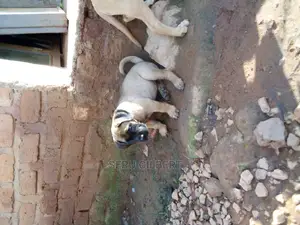 1-3 months Male Purebred Boerboel