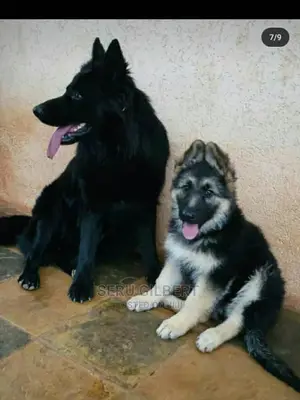 1-3 months Male Purebred German Shepherd