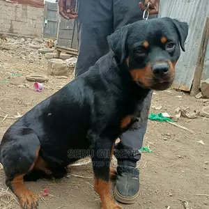 6-12 months Male Purebred Rottweiler