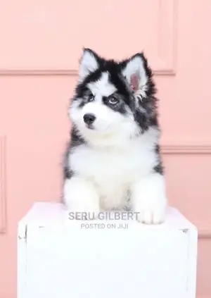 3-6 months Male Purebred Siberian Husky