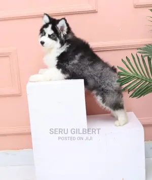 0-1 month Male Purebred Siberian Husky