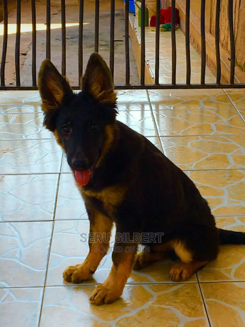 1-3 months Male Purebred German Shepherd