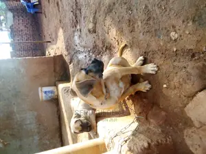 3-6 months Male Purebred Boerboel