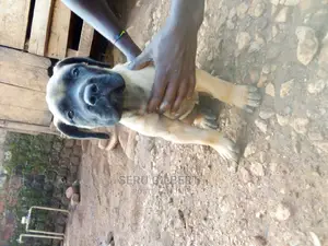 1-3 months Male Purebred Boerboel