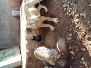 1-3 months Male Purebred Boerboel
