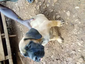 3-6 months Female Purebred Boerboel
