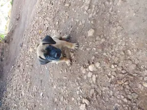 3-6 months Male Purebred Boerboel