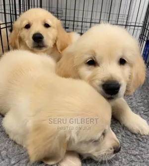 0-1 month Male Purebred Golden Retriever
