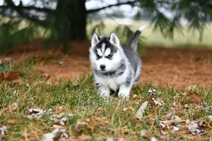 3-6 months Male Purebred Siberian Husky