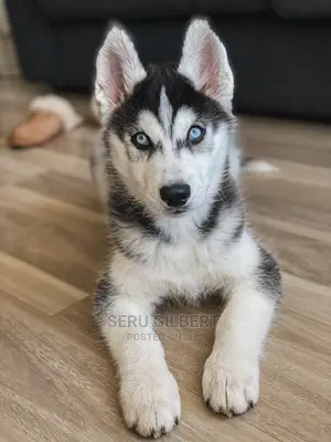 1-3 months Male Purebred Siberian Husky
