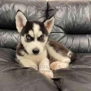1-3 months Female Purebred Siberian Husky