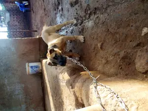 1-3 months Female Purebred Boerboel