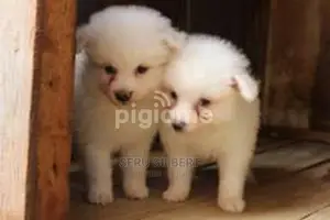 1-3 months Male Purebred Japanese Spitz