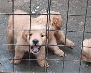 3-6 months Female Purebred Golden Retriever