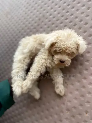 1-3 months Male Purebred Maltese