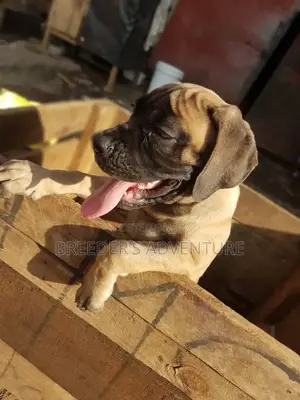 1-3 months Male Purebred Boerboel