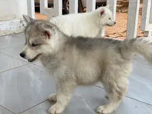 1-3 months Male Purebred Siberian Husky