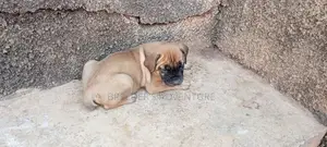 1-3 months Male Purebred Boerboel