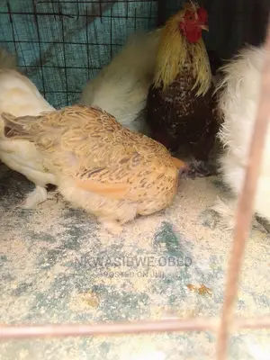 Buff Orpington Chicken