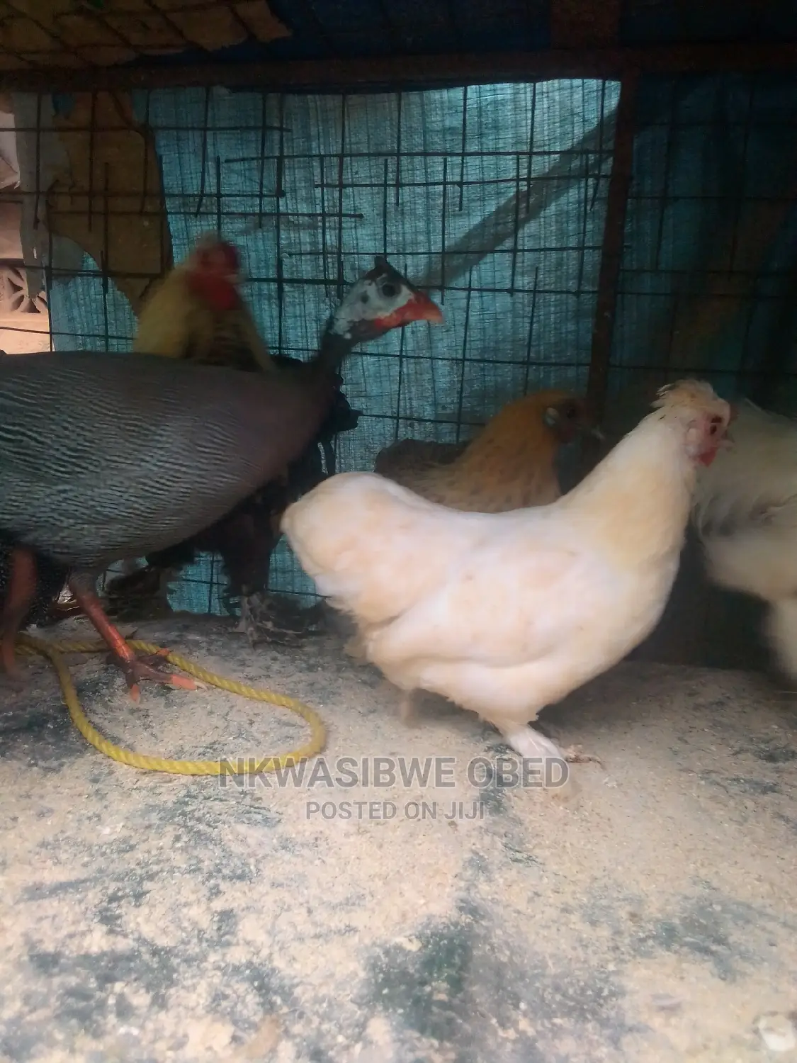 Buff Orpington Chicken