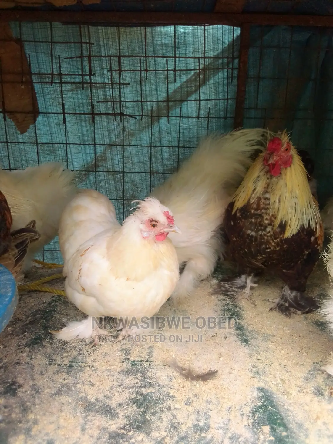 Buff Orpington Chicken