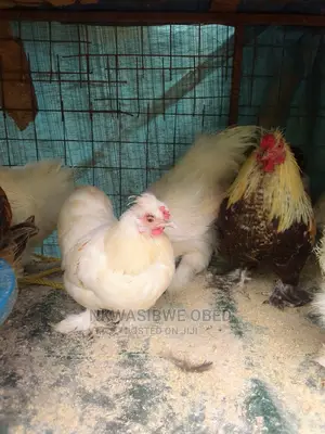 Buff Orpington Chicken