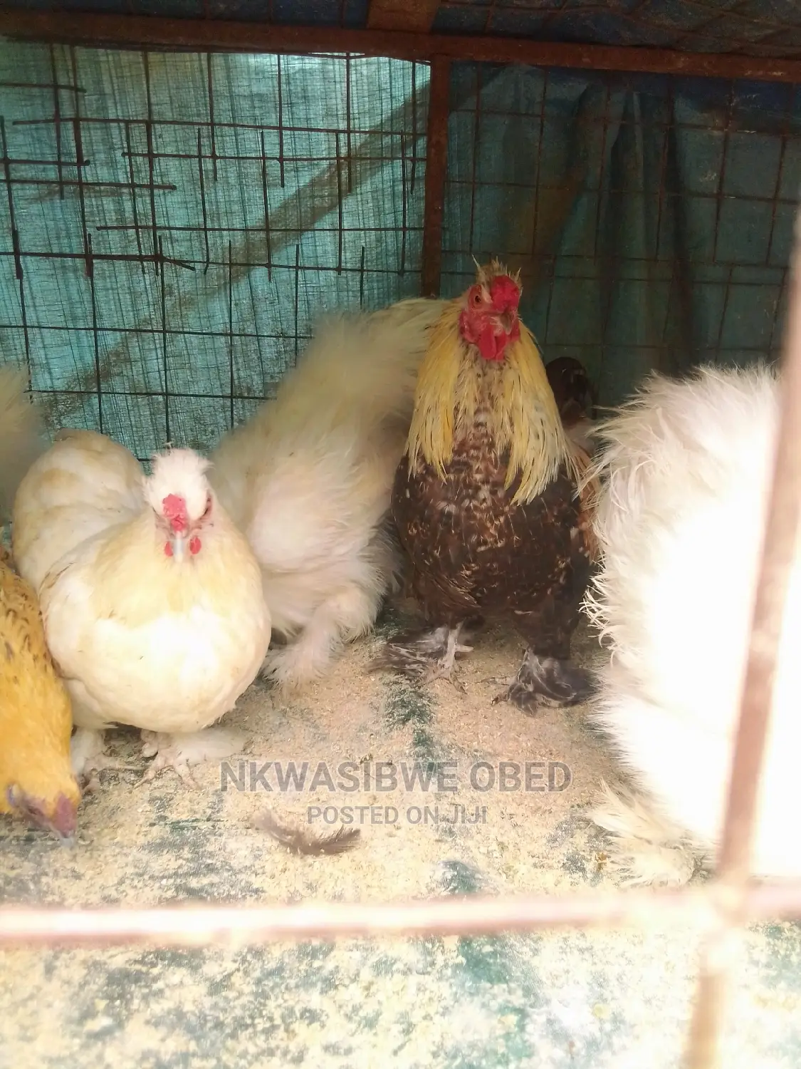 Buff Orpington Chicken