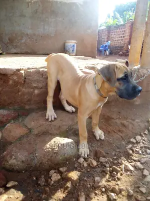 3-6 months Female Purebred Boerboel