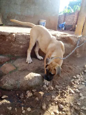 1-3 months Female Purebred Boerboel