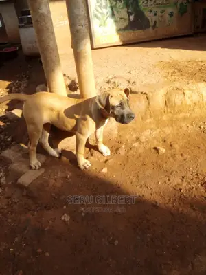 1-3 months Male Purebred Boerboel