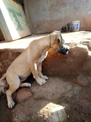 1-3 months Female Purebred Boerboel