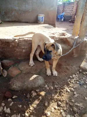 3-6 months Female Purebred Boerboel
