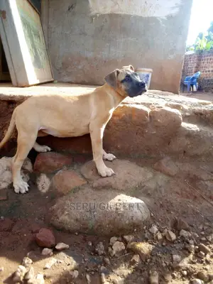 1-3 months Female Purebred Boerboel