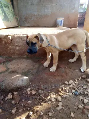 1-3 months Male Purebred Boerboel