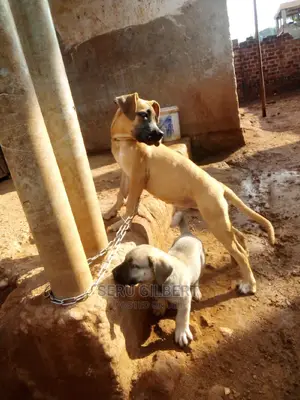 1-3 months Female Purebred Boerboel