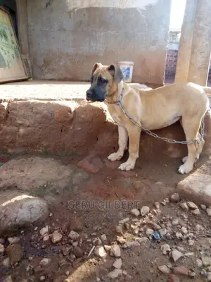 1-3 months Female Purebred Boerboel